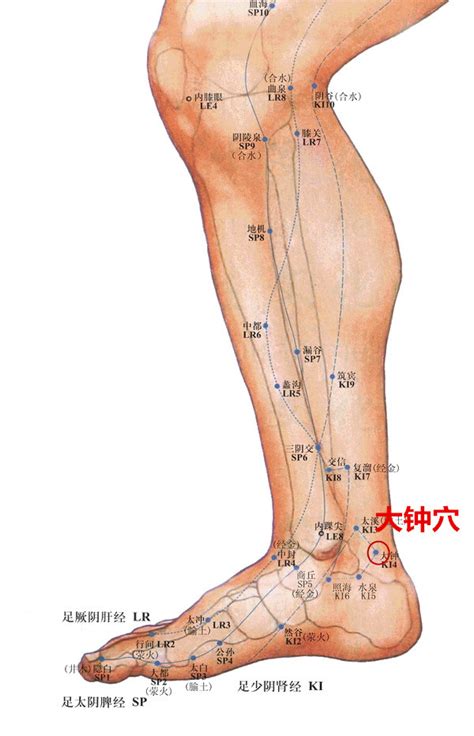 官員穴|關元(經穴名):功能作用,治法,定位,解剖,主治,操作,臨床運用,配伍,。